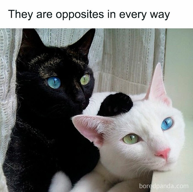 1707368232671.png