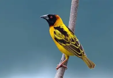 1763478506819.webp
