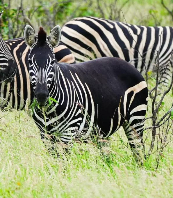 1773468247315.webp