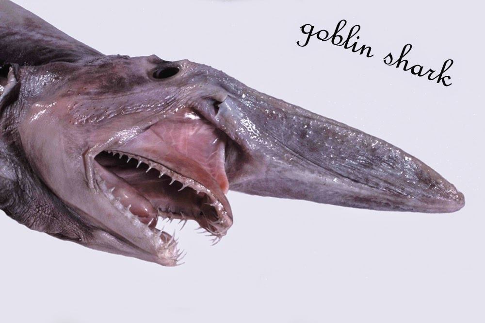 248372567_127743772958592_1149938913926025332_n.jpg