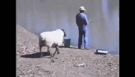 322994_57dfba4fca7f8d7ebccf1cc2ec08c78d.gif