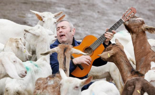 4goatmusician5.jpg.gallery.jpg