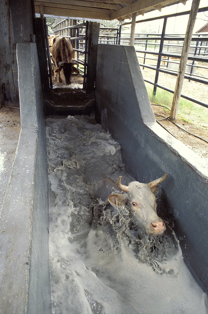717px-Cattle_tick_treatment.jpg