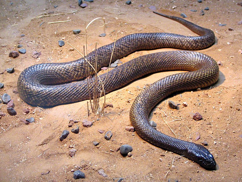 800px-Fierce_Snake-Oxyuranus_microlepidotus.jpg