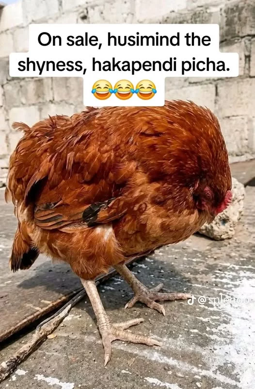 801582909_122115510506642081_7278132001869031553_n.webp
