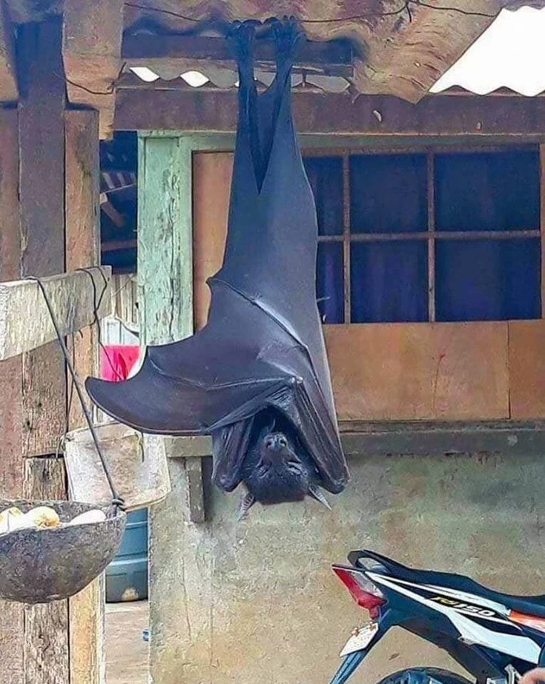 bat.webp