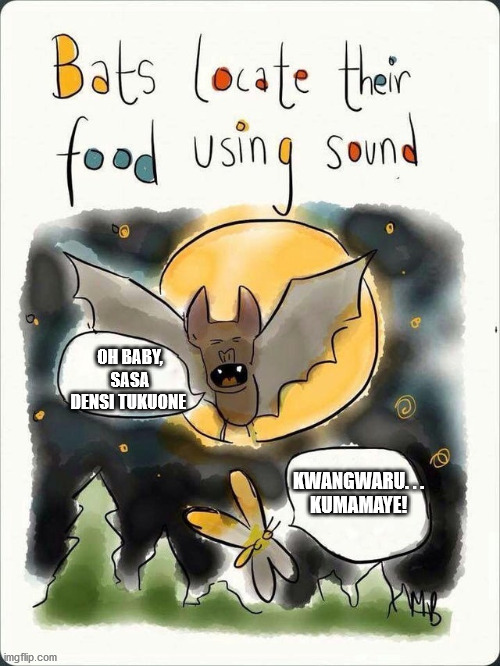 Bats locate their food 2.jpg