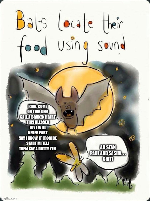 Bats locate their food....jpg