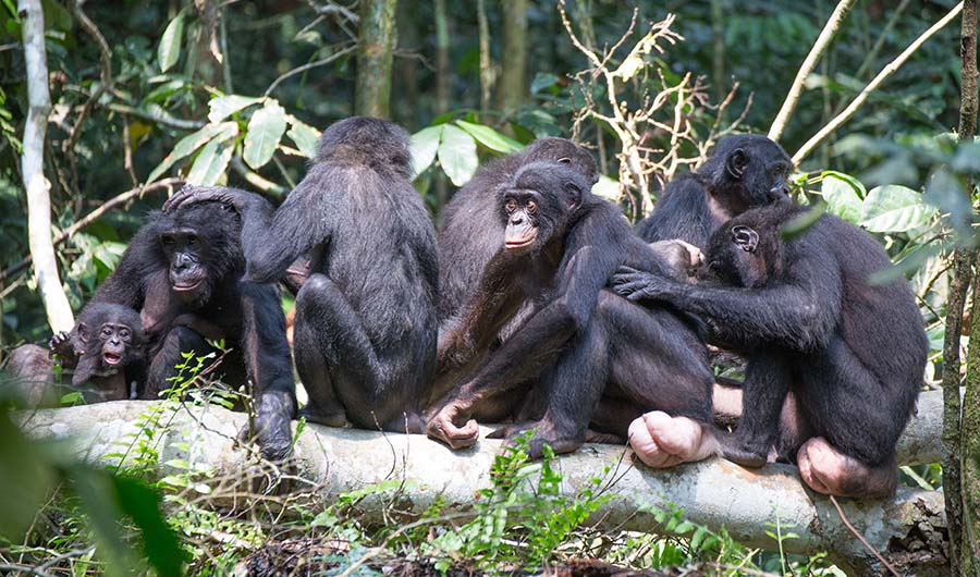 bonobo pic cropped.jpg