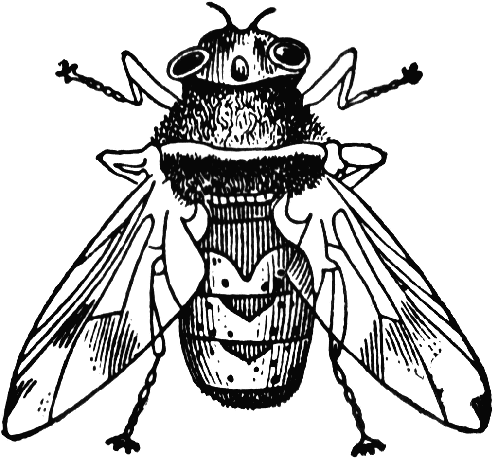 botfly_19973_lg.gif