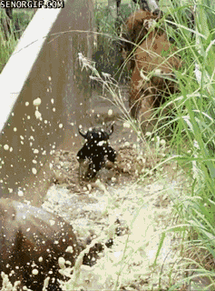 cattle-dip.gif