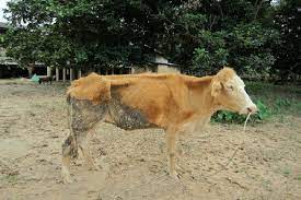 cow.jpg