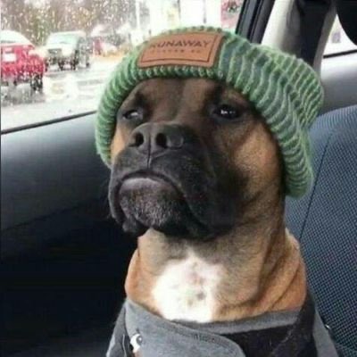 doggie confused.jpg