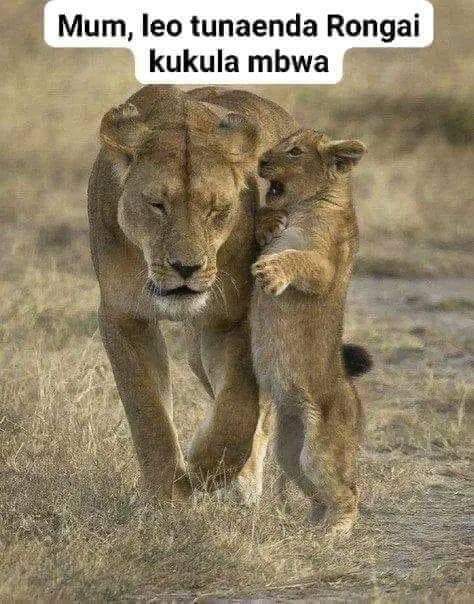 FB_IMG_1716798294509.jpg