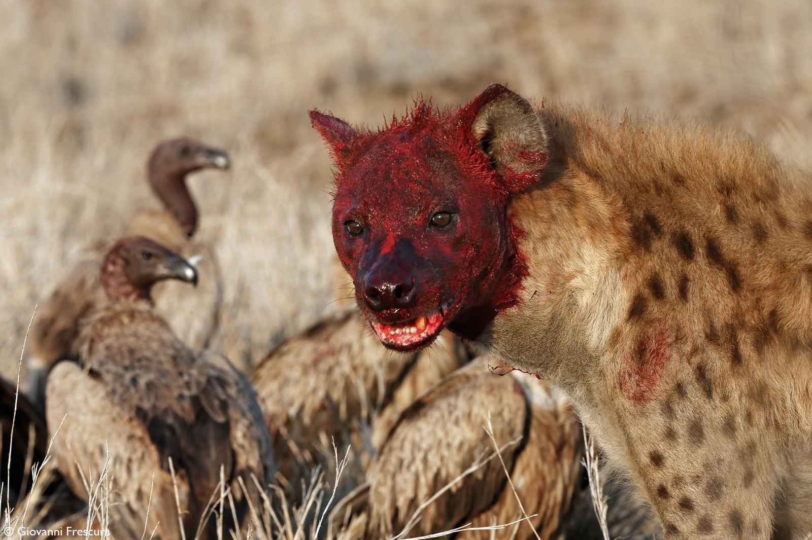 Giovanni-Frescura-red-face-KNP-RSA.jpg