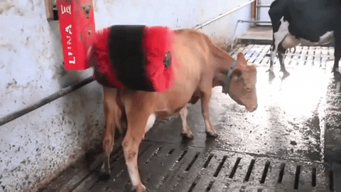 giphy (1).gif