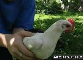 giphy (4).gif