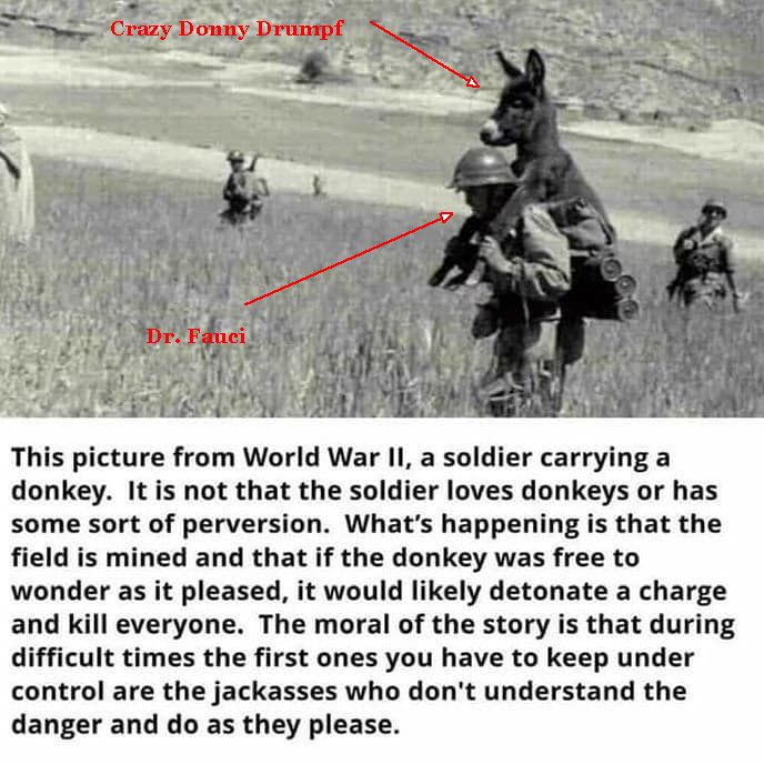 Jackass.jpg