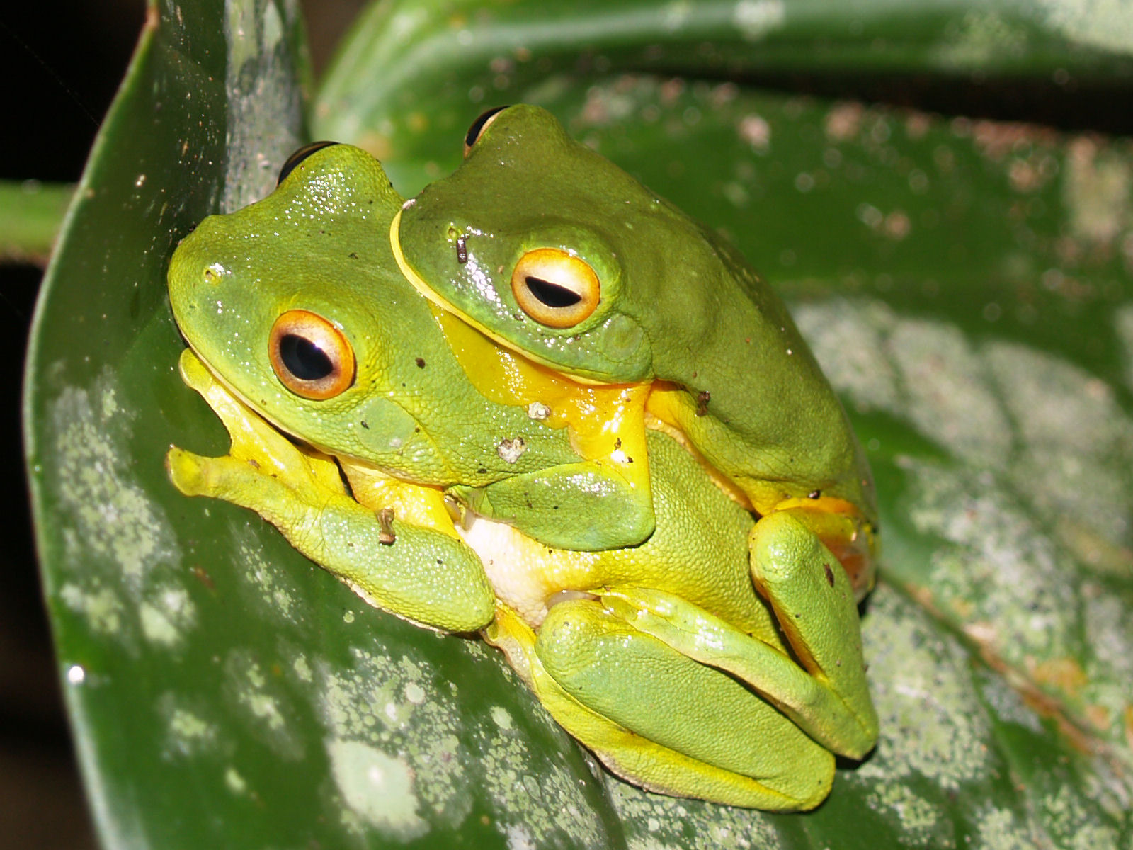 Litoria xanthomera amplexus.jpg