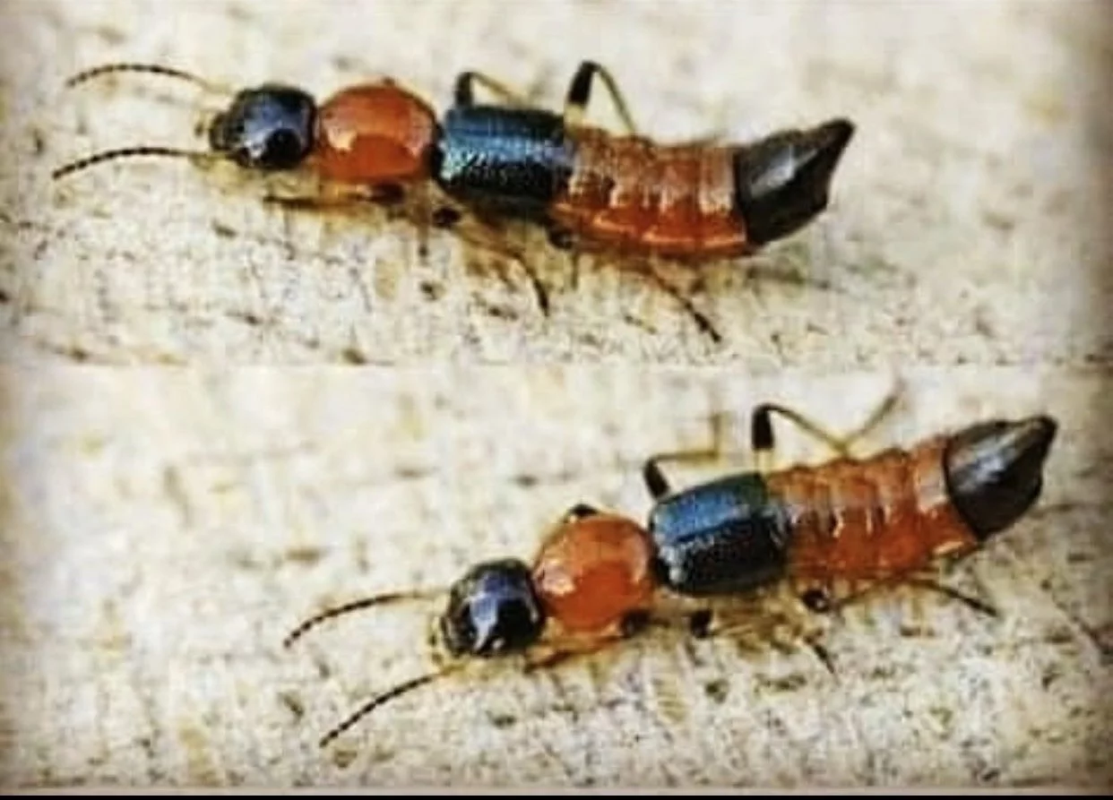 nairobi fly2.webp