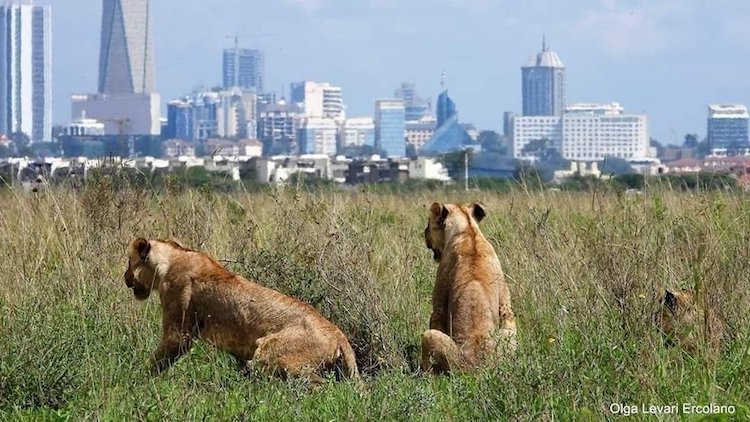 nairobi_national_park.jpg