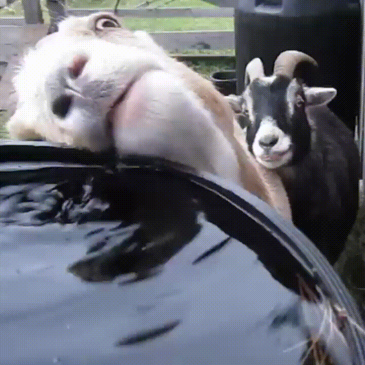 QTs.gif