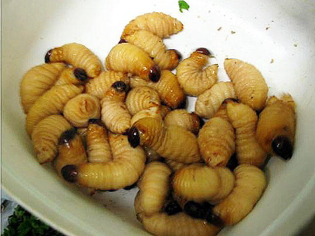 sagogrubs.jpg