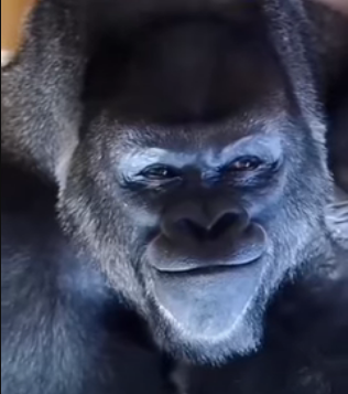 screenshot-www.youtube.com-2024.05.11-14_35_46.png