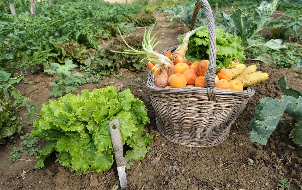 types-of-kitchen-gardens-in-kenya.webp