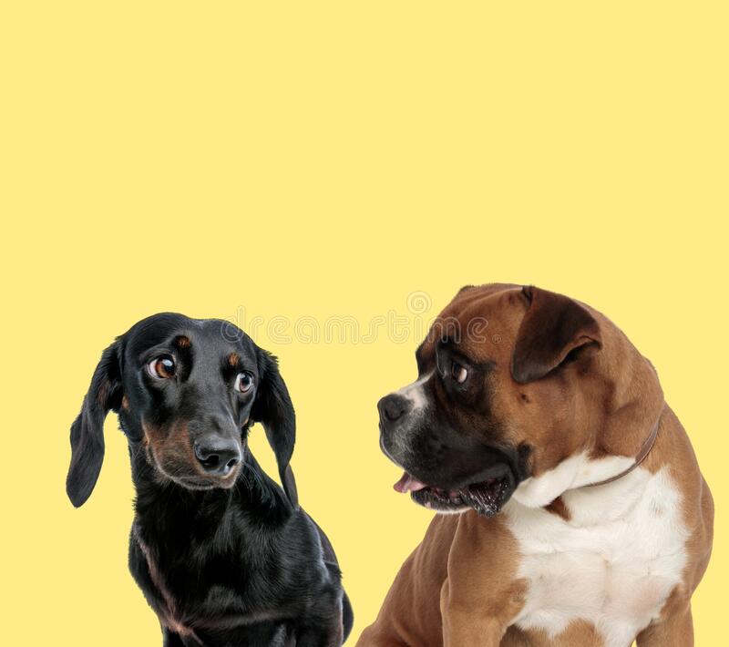 cute-couple-dogs-looking-each-other-yellow-background-170515753.jpg