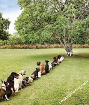 dog-queue-for-pee-on-a-tree.jpg