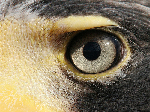 eagle-eye.jpg