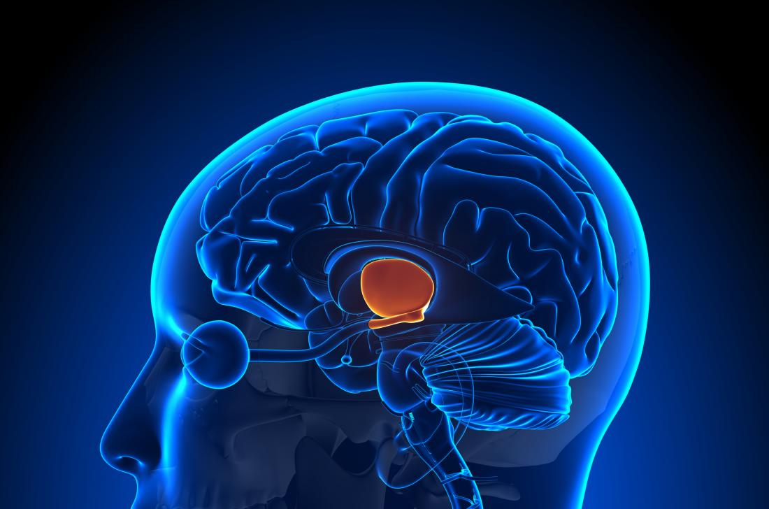 hypothalamus.jpg