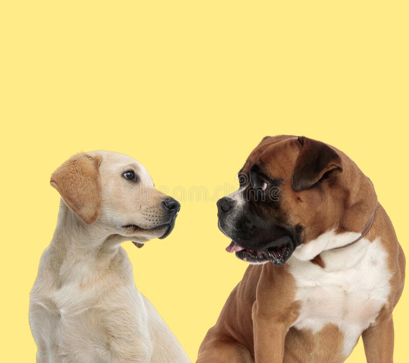 labrador-retriever-boxer-dogs-looking-each-other-couple-labrador-retriever-boxer-dogs-looking-...jpg