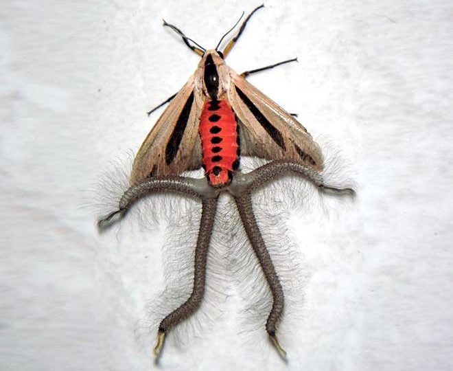 Male-Creatonotos-Gangis-Moth-1.jpg