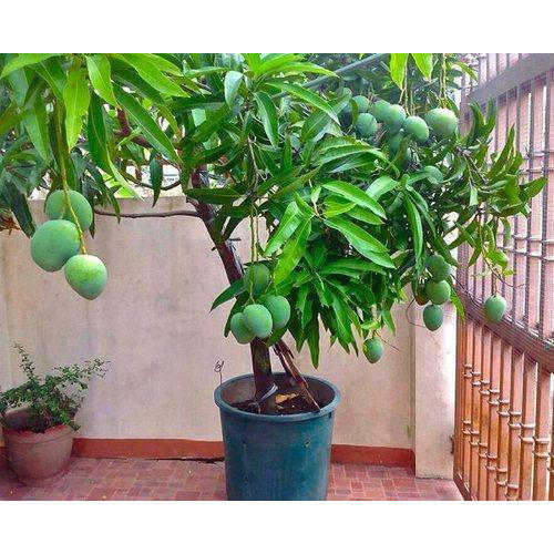 mango-plant-500x500.jpg