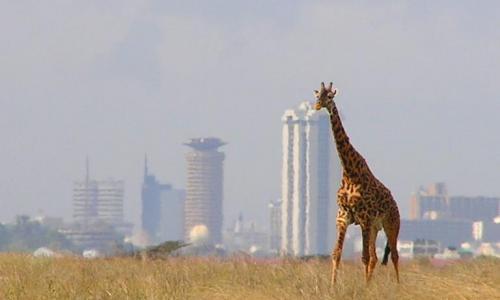 Nairobi National Park_0_0.jpg
