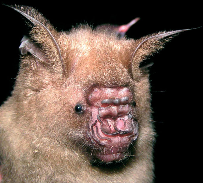 strange-species-of-bats-5f19466836613__700.jpg