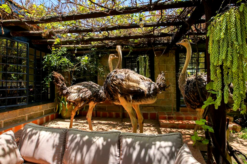 The ostriches at the farm 1.jpg