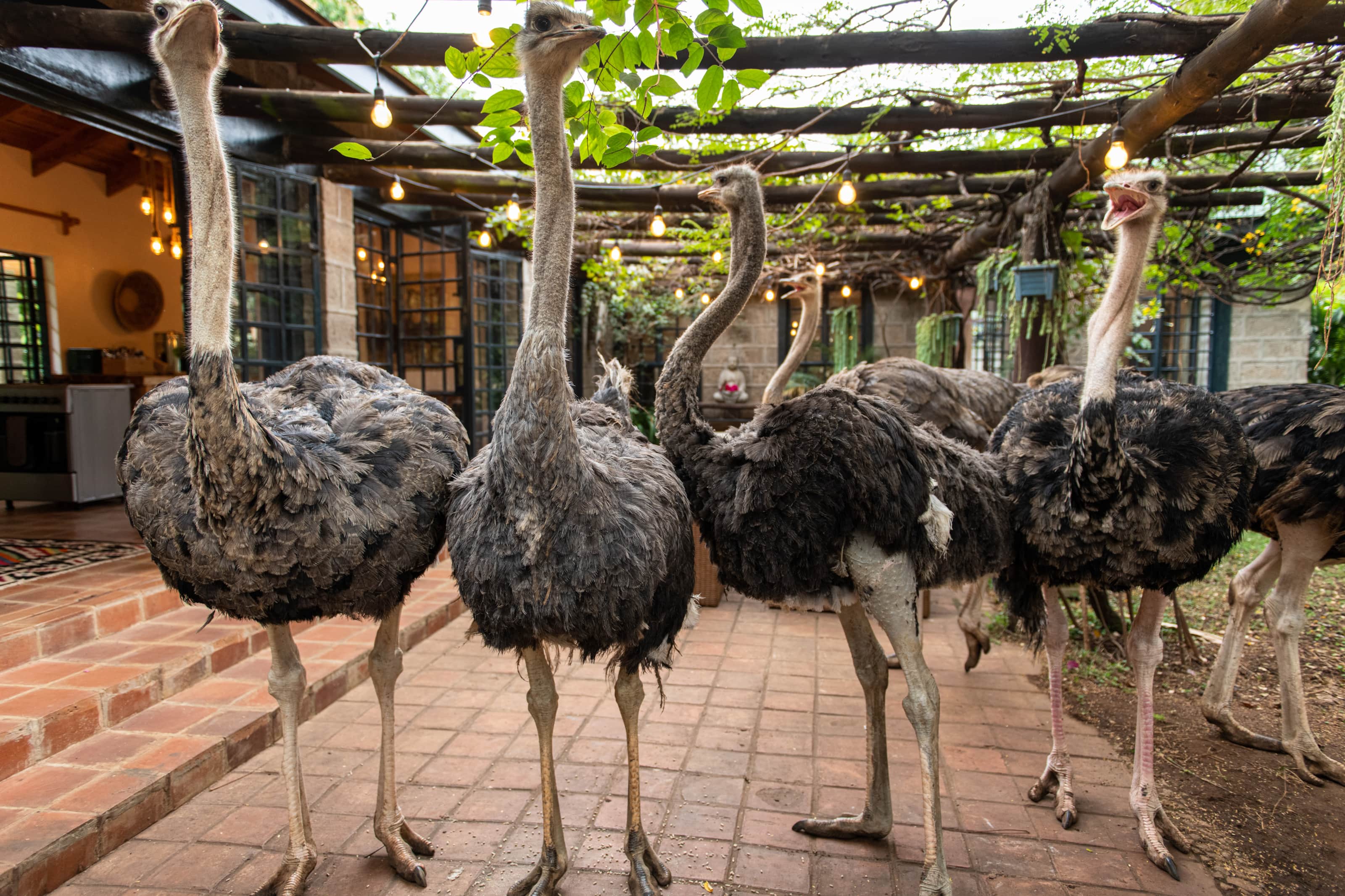 The ostriches at the farm.jpg