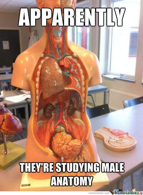 Male anatomy.jpg