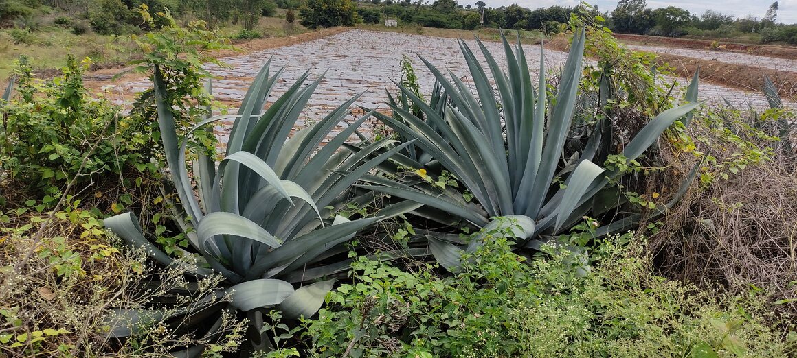 Agave grows abundantly a few hours from Bengaluru, a city where the snack is a commonly sold.