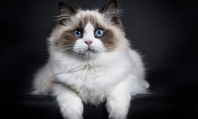www.dailymail.co.uk