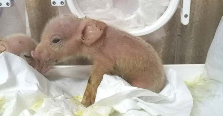 Controversial World's First Monkey-Pig Hybrids Born in China