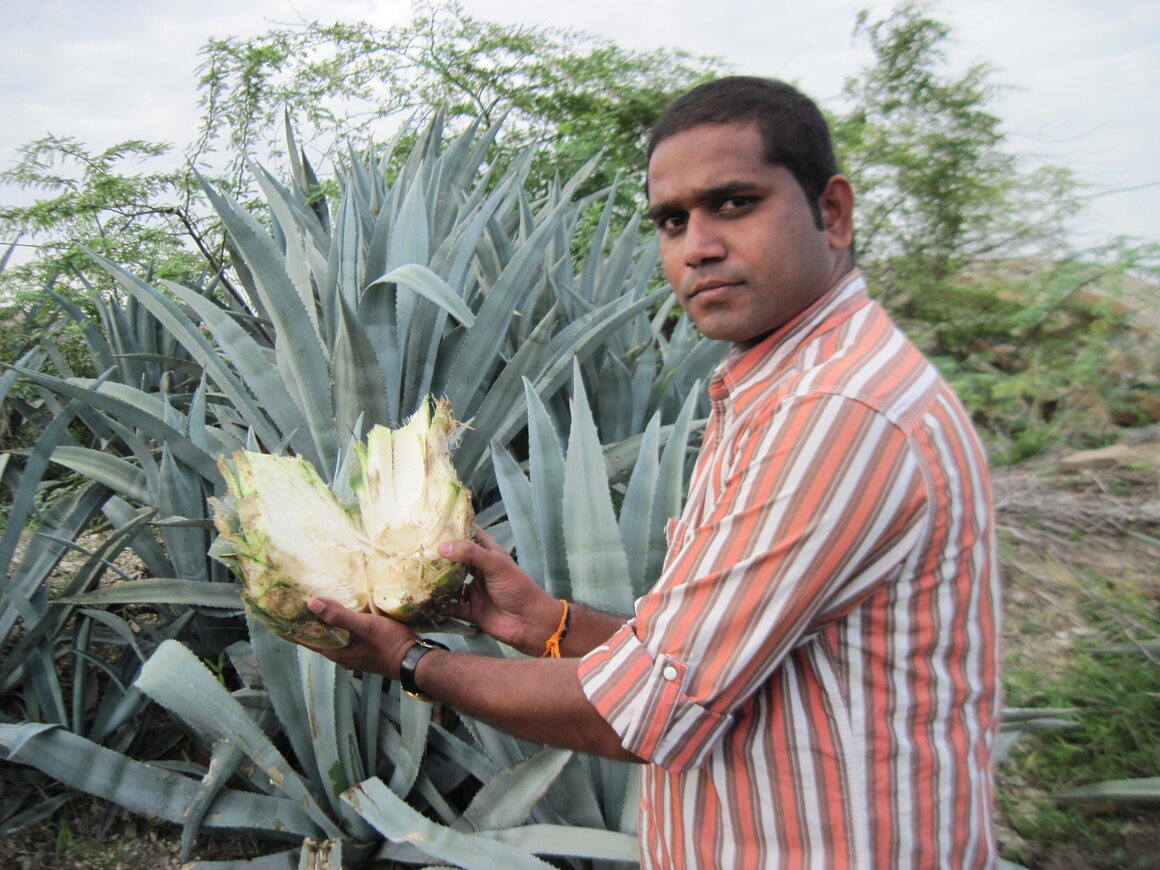 Dr. Chenna Kesava Reddy Sangati shows the insides of the trunk of <em>Agave Albomerginata</em>. He says this snack can't be related to agave.