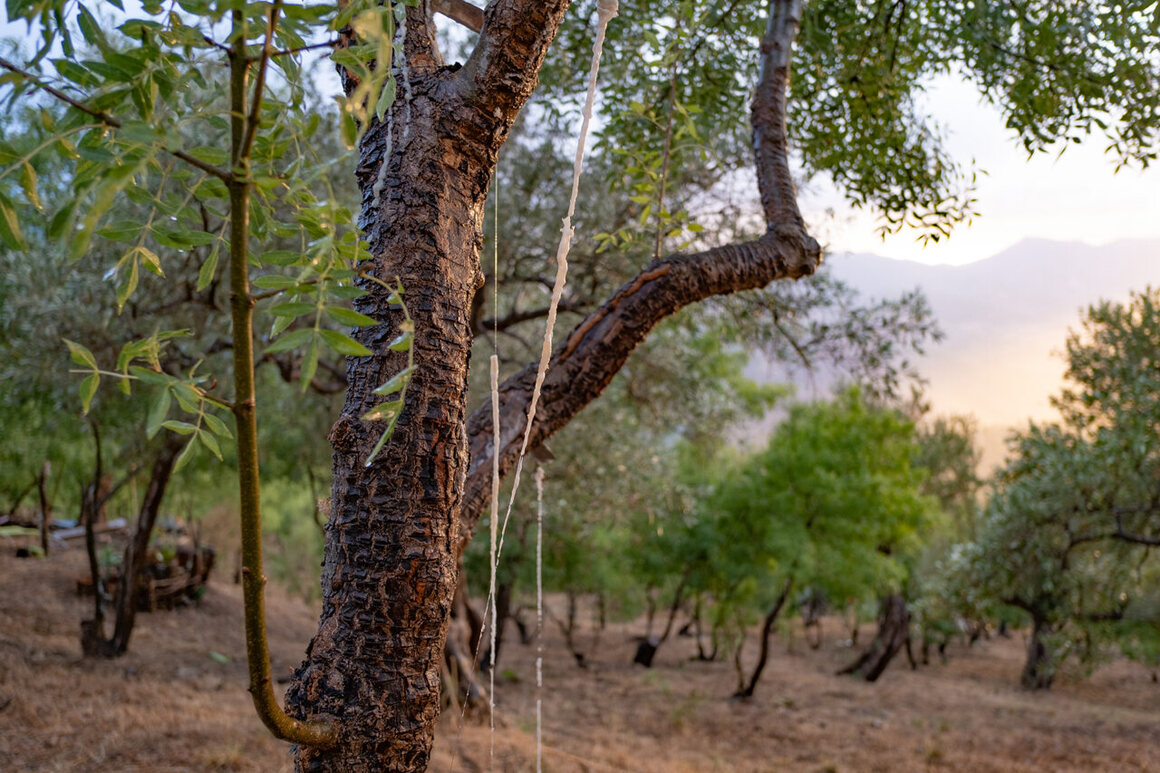 Manna drips from incisions on the trees into weighted fishing lines to form stalactites.