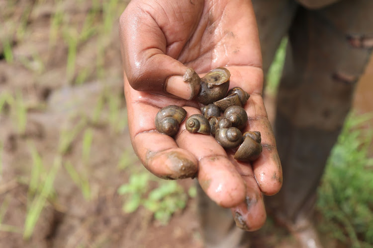 A farmer displays some snails which have invaded his farm in Mwea Irrigation Scheme