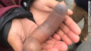 File photo of penis fish found on a beach in Bodega Bay, California