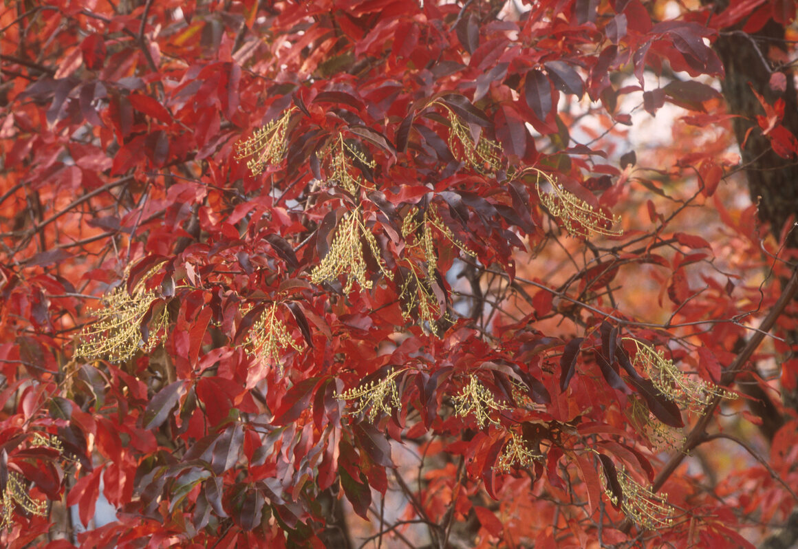 The sourwood tree can be very colorful.