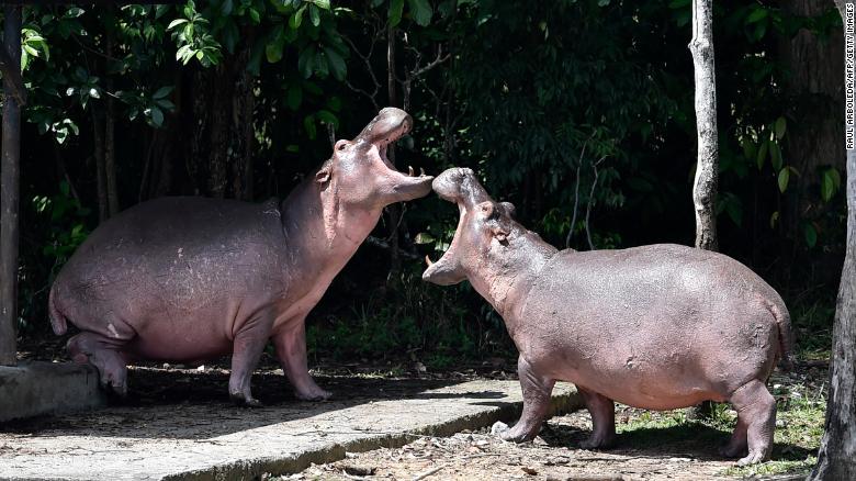 Escobar brought the hippos to his ranch in the early 1980s.